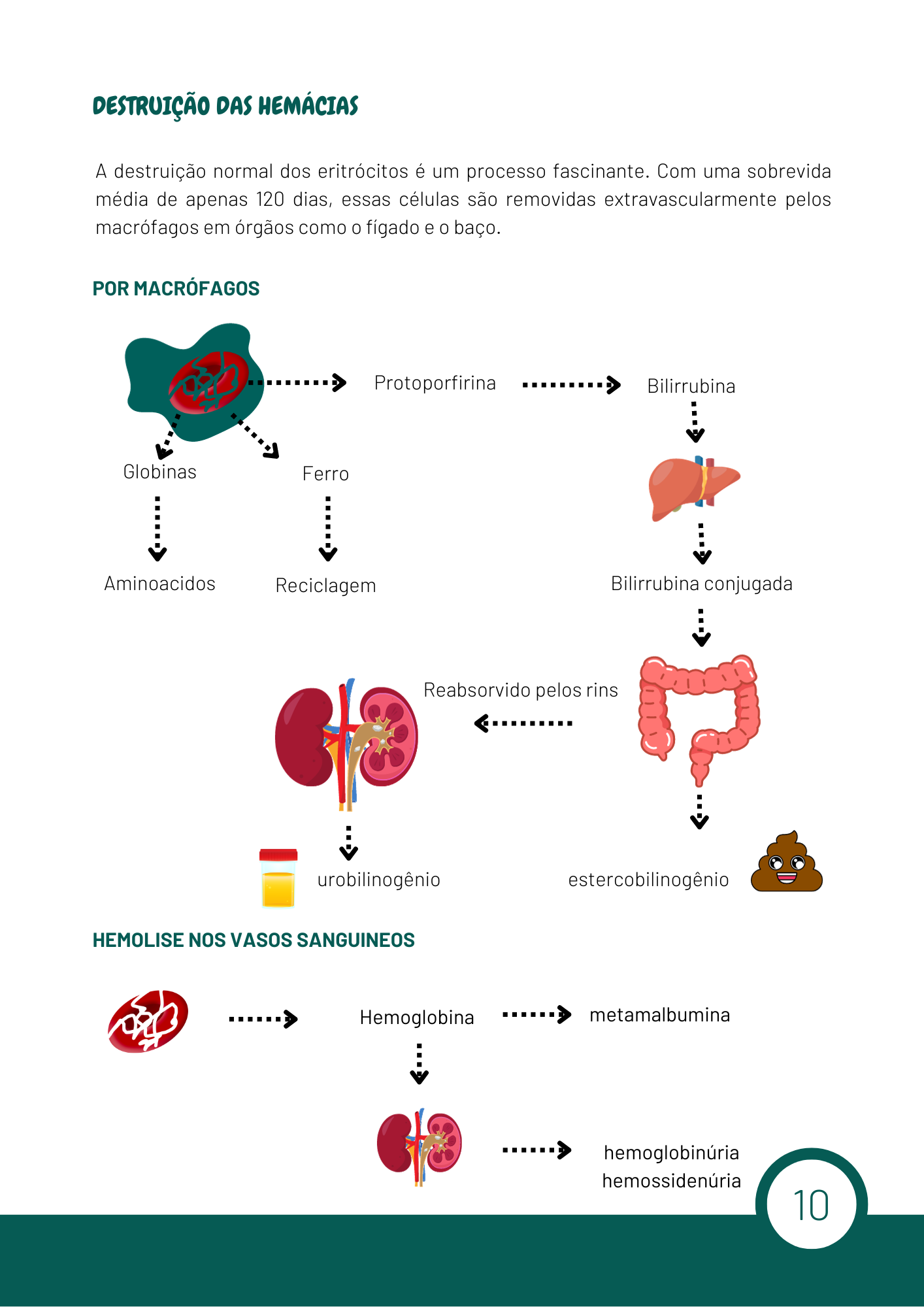 Hematologia Basica (1)